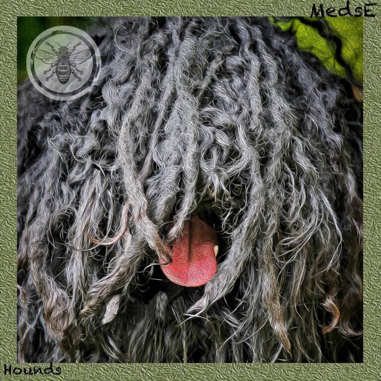 Hounds by MedsE